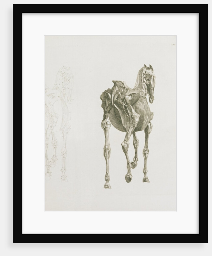 Tab. XV by George Stubbs