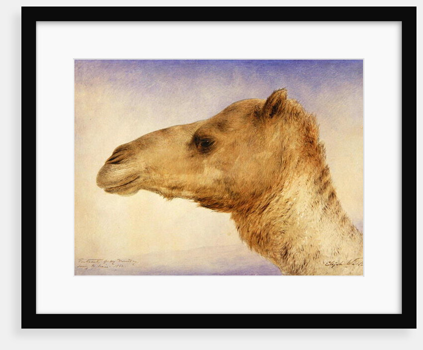 Portrait of the Artist's Dromedary, 1862 by Elijah Walton