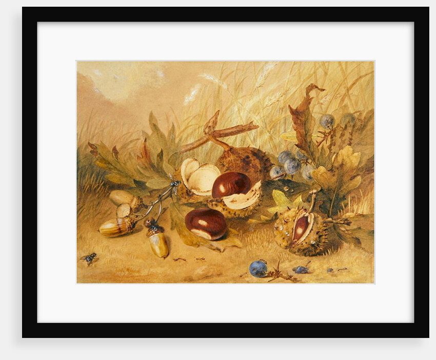 Still Life with Acorns and Horse Chestnuts by English School