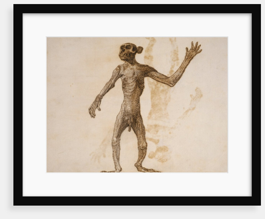 Monkey Standing, Anterior View by George Stubbs