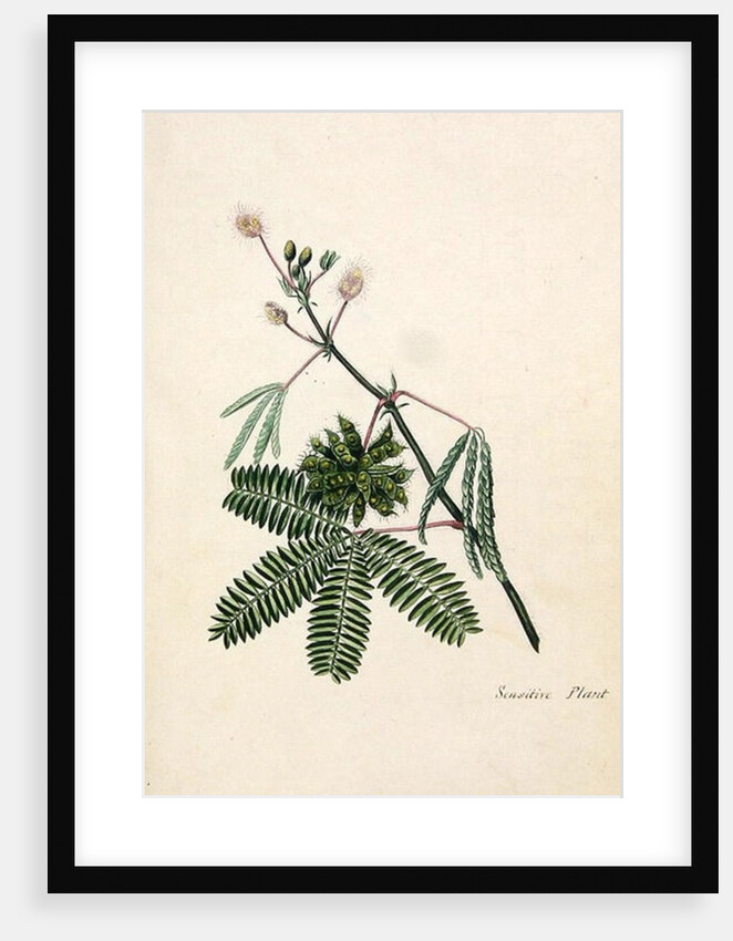 Sensitive Plant by English School