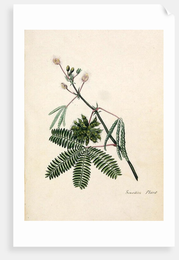 Sensitive Plant by English School