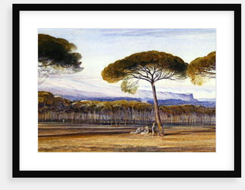 A View of the Pine Woods Above Cannes, 1869 by Edward Lear