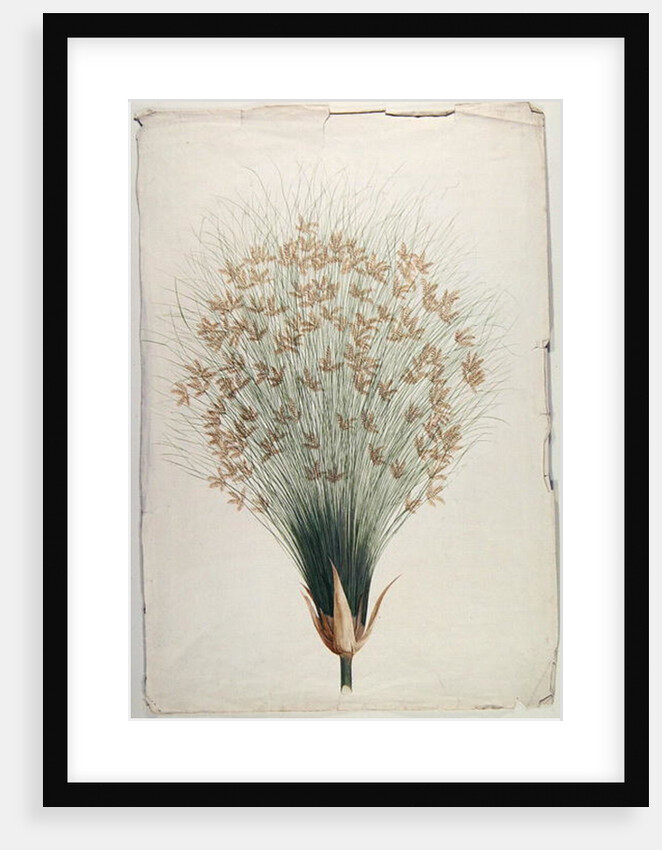 Papyrus by James Bruce