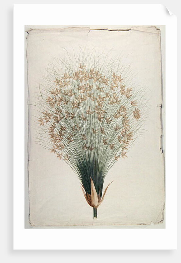 Papyrus by James Bruce