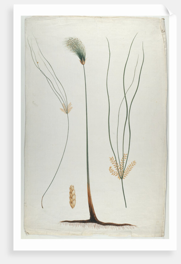 Papyrus, after James Abyssinian Bruce by Luigi Balugani