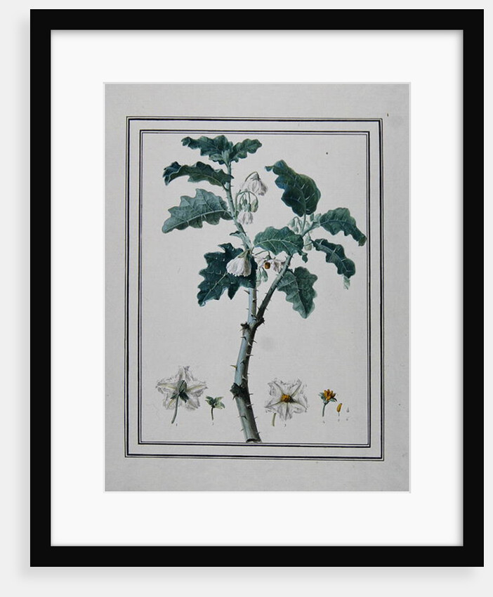 Solanum d'Abissime by Anonymous