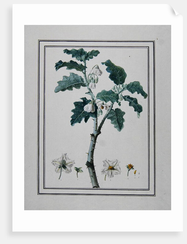 Solanum d'Abissime by Anonymous