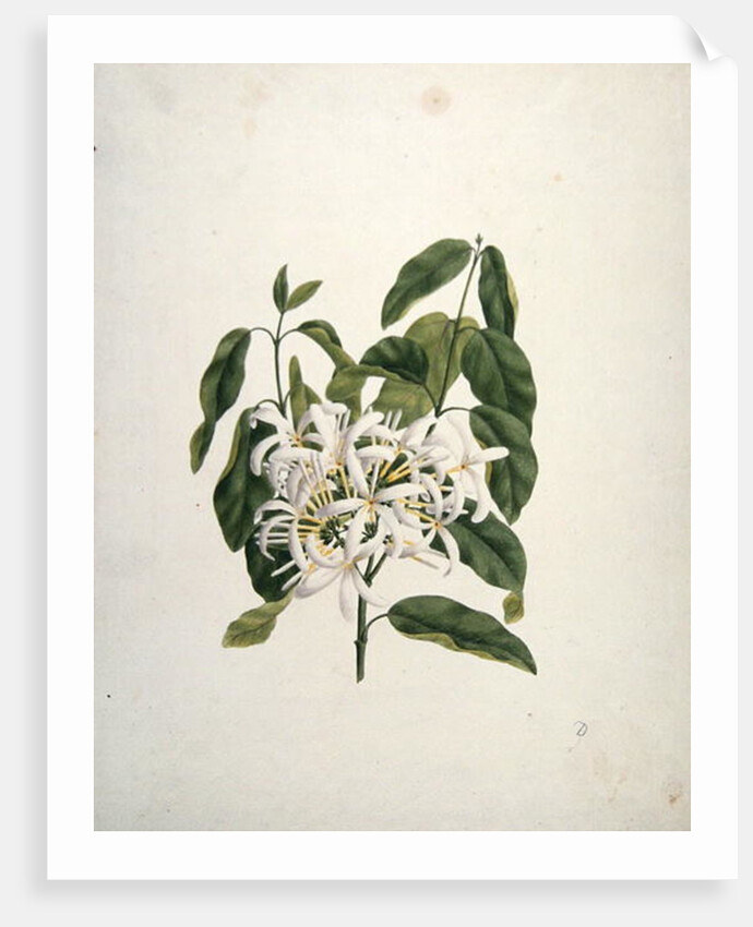 Taberne Montana by James Bruce