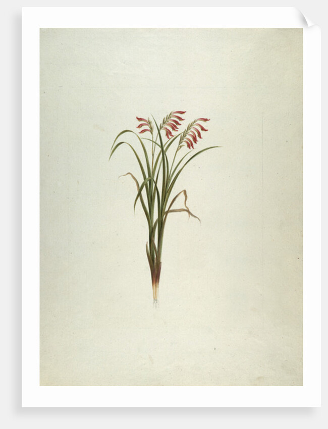 Unidentified Plant with Flowers by Luigi Balugani