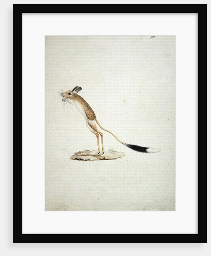 Jerboa No. 4 by James Bruce