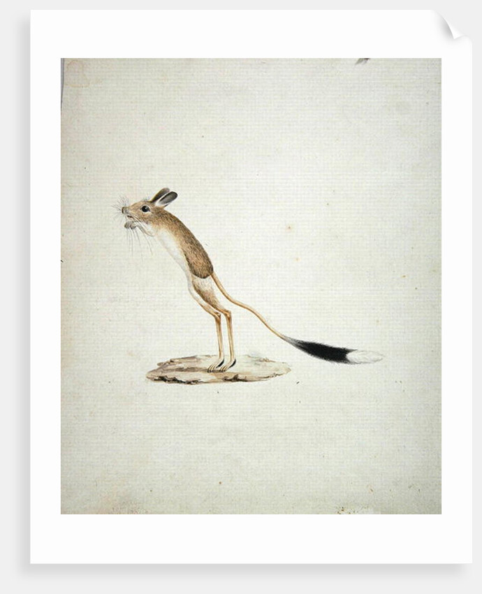 Jerboa No. 4 by James Bruce