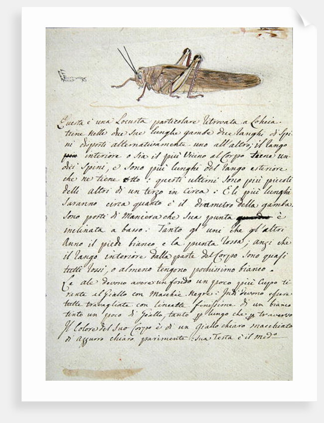 Study of a Locust by Luigi Balugani