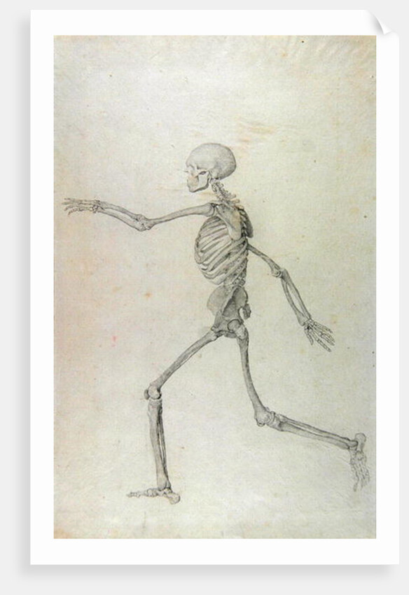 Human Skeleton, Lateral View seen from the Left, Running, 1795-1806 by George Stubbs