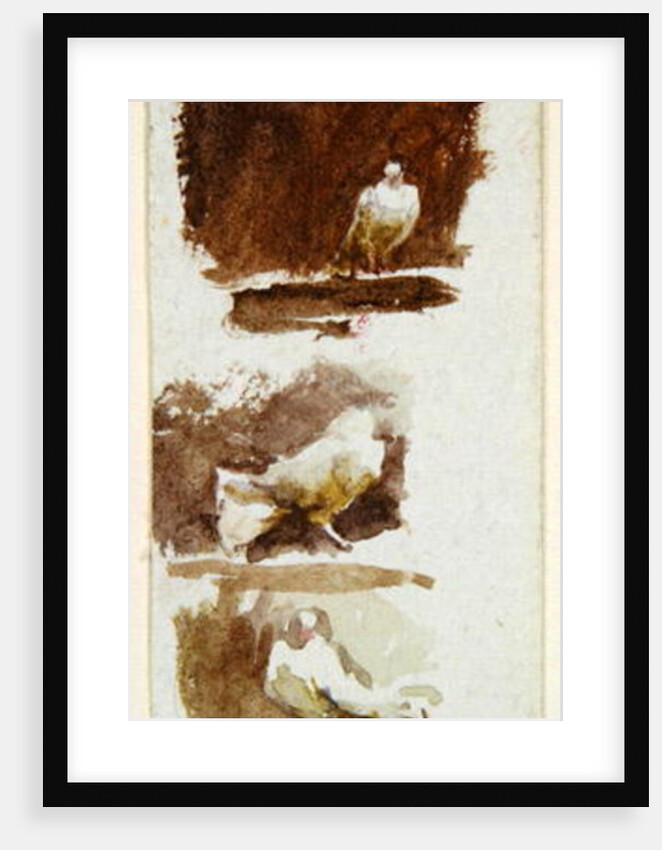 Doves by Helen Allingham