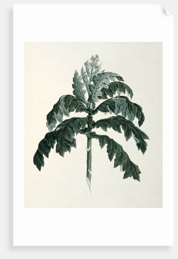 Maraqua by Luigi Balugani