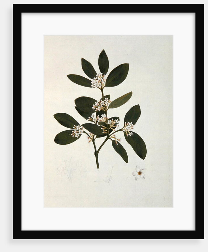Botanical drawing by Luigi Balugani
