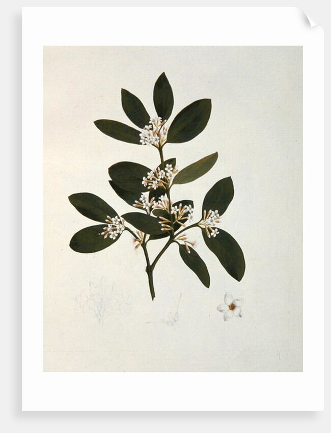 Botanical drawing by Luigi Balugani