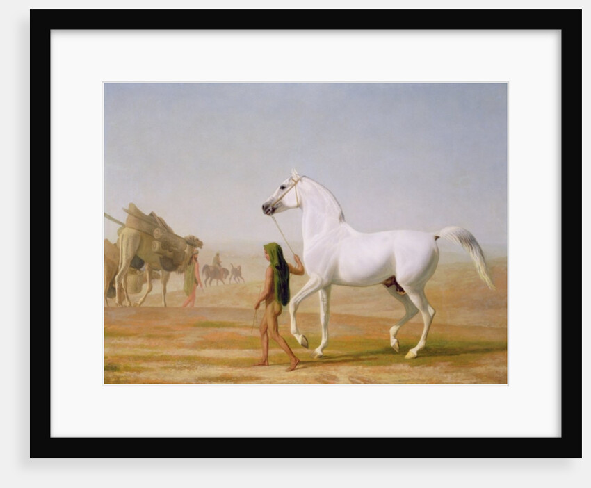 The Wellesley Grey Arabian led through the Desert, c.1810 by Jacques-Laurent Agasse