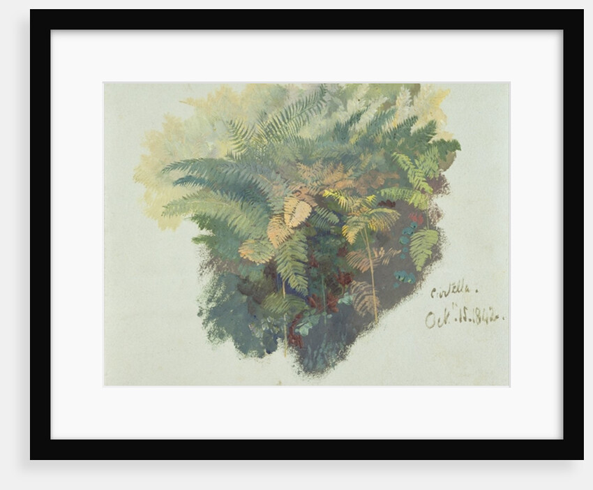 A Study of Ferns, Citivella, 1842 by Edward Lear