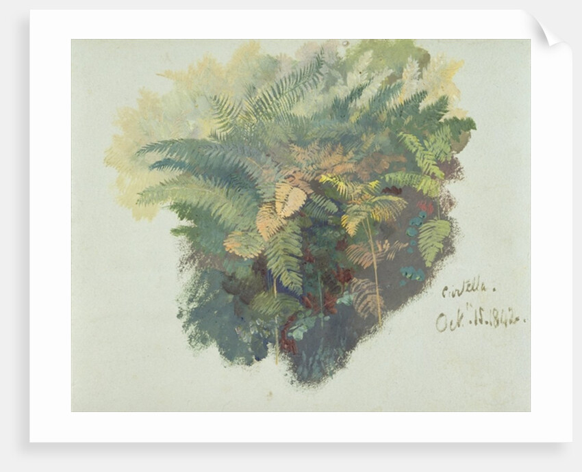 A Study of Ferns, Citivella, 1842 by Edward Lear