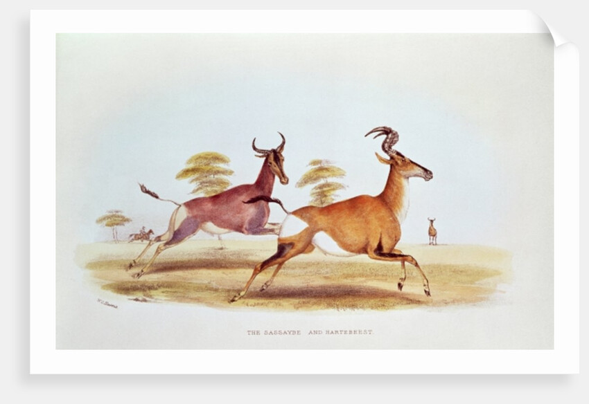 The Sassaybe and the Hartebeest by William Cornwallis Harris