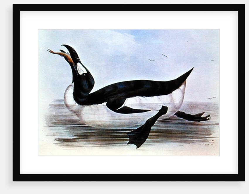 The Great Auk by Edward Lear