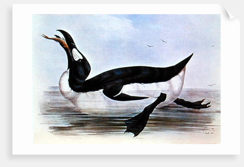 The Great Auk by Edward Lear