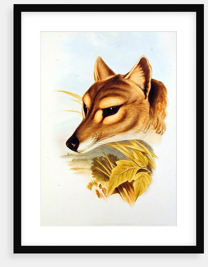 Tasmanian Wolf or Tiger by Henry Constantine Richter