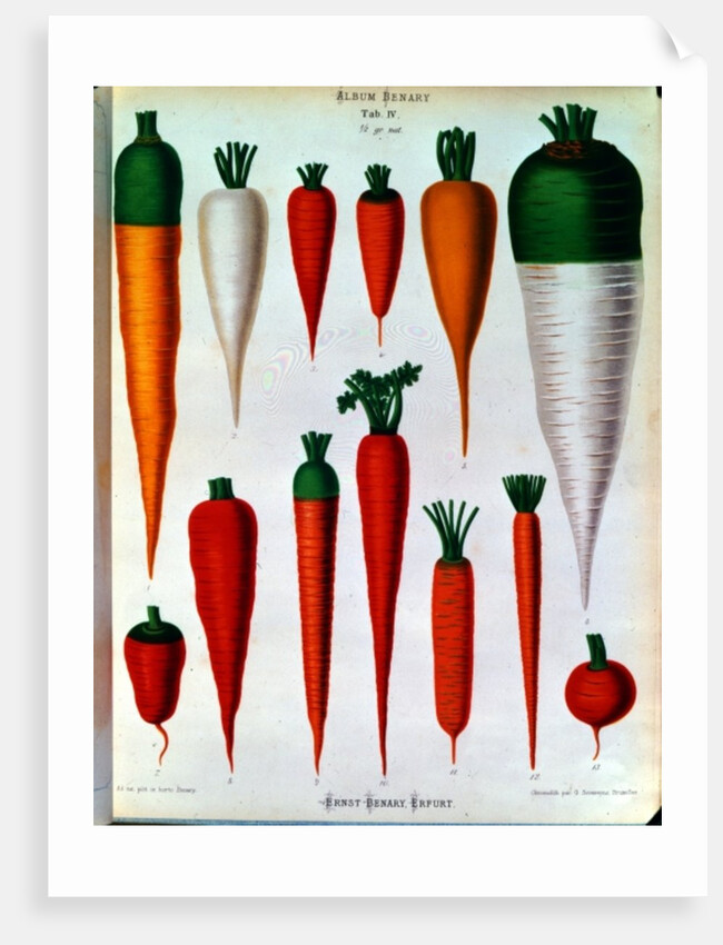 Carrots, Table IV from the 'Album Benary' by Ernst Benary