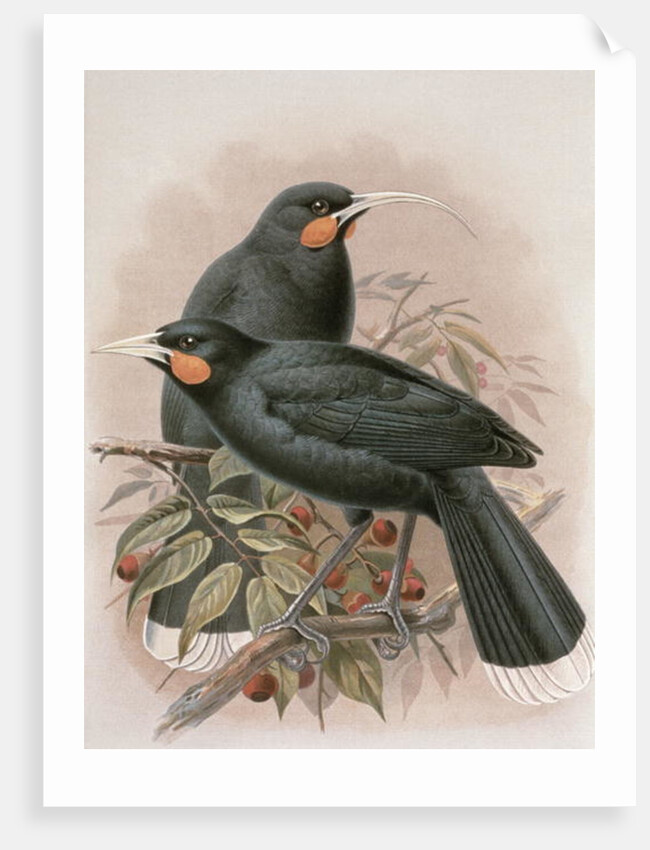 Huia by Johan Gerard Keulemans