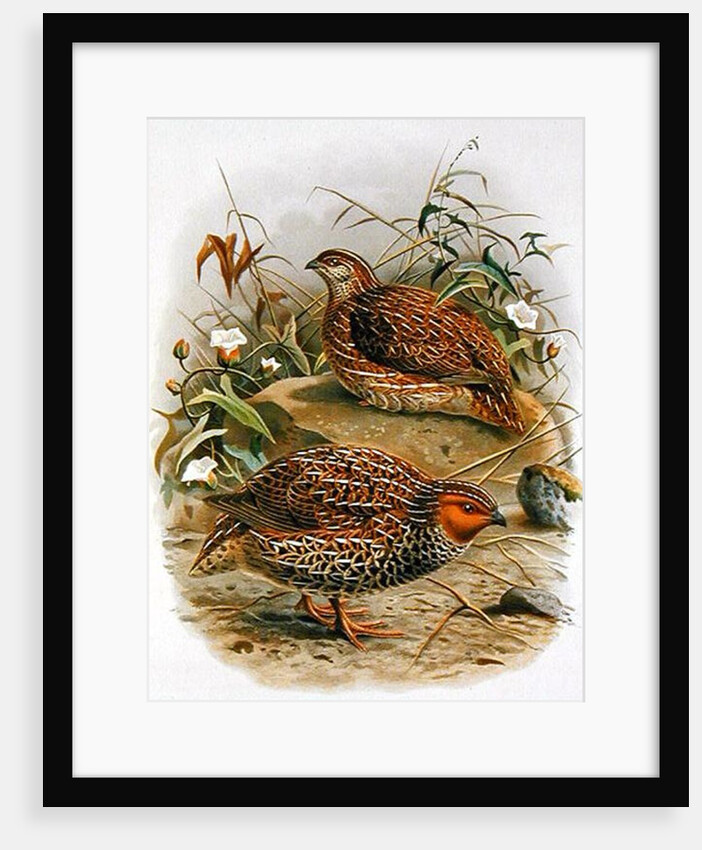 New Zealand Quail by Johan Gerard Keulemans