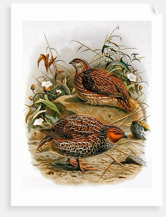New Zealand Quail by Johan Gerard Keulemans