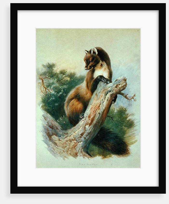 Pine Marten, 1919 by Archibald Thorburn