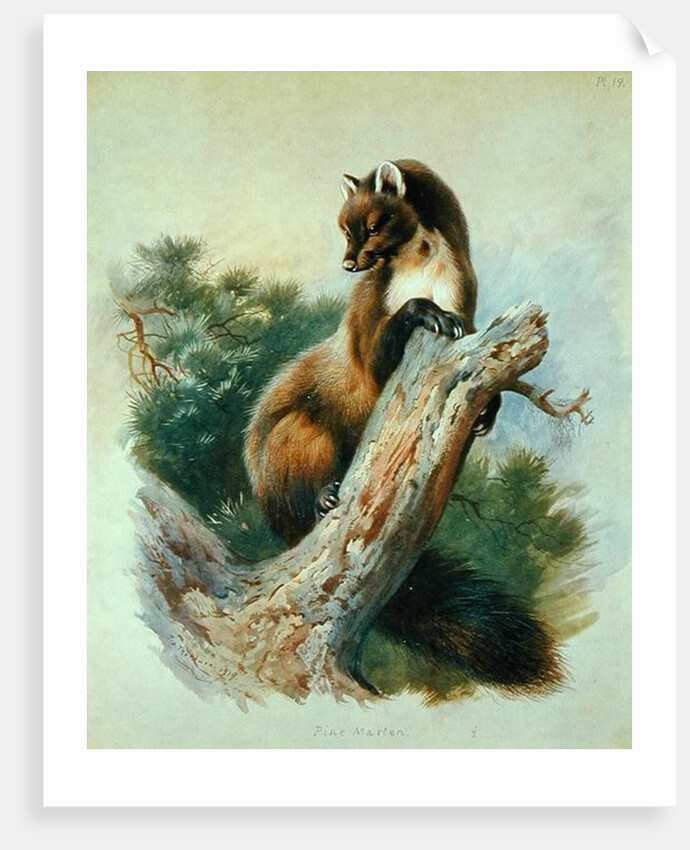 Pine Marten, 1919 by Archibald Thorburn