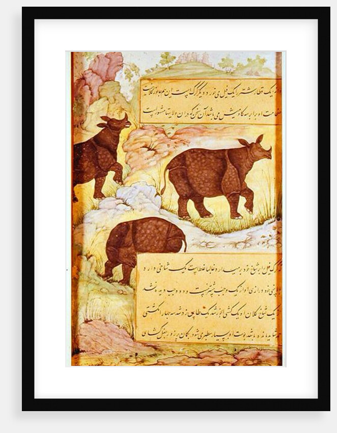 Rhinoceros by Mughal School