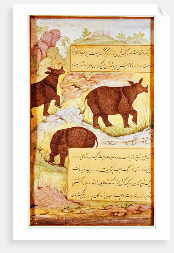 Rhinoceros by Mughal School