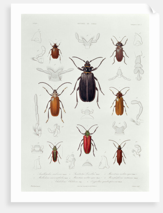 A Collection of Coleoptera found in Chile by French School