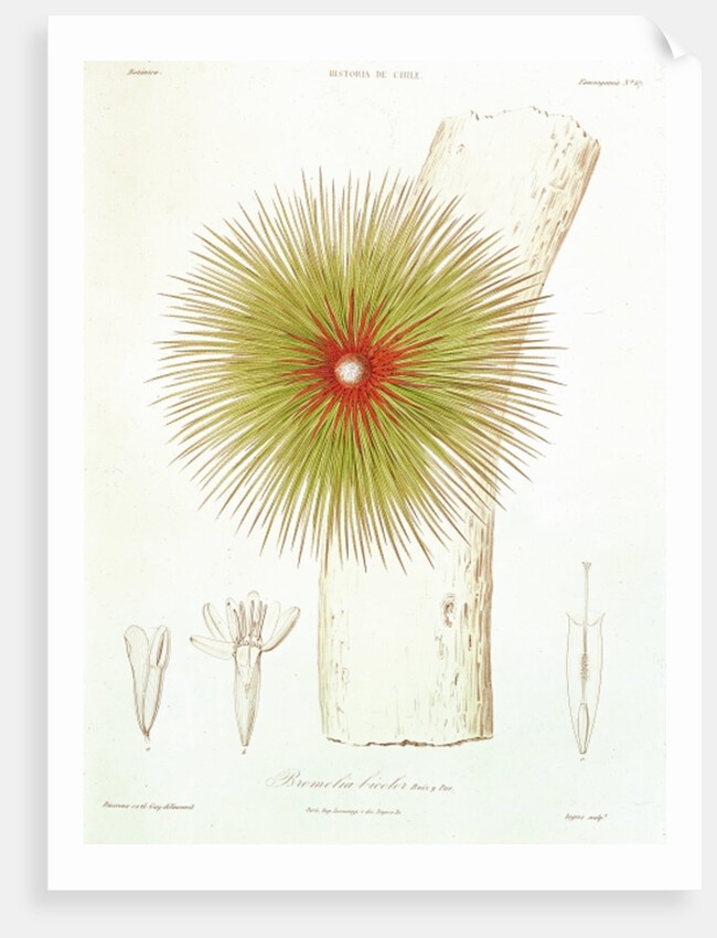 A Bromelia found in the Andes by French School