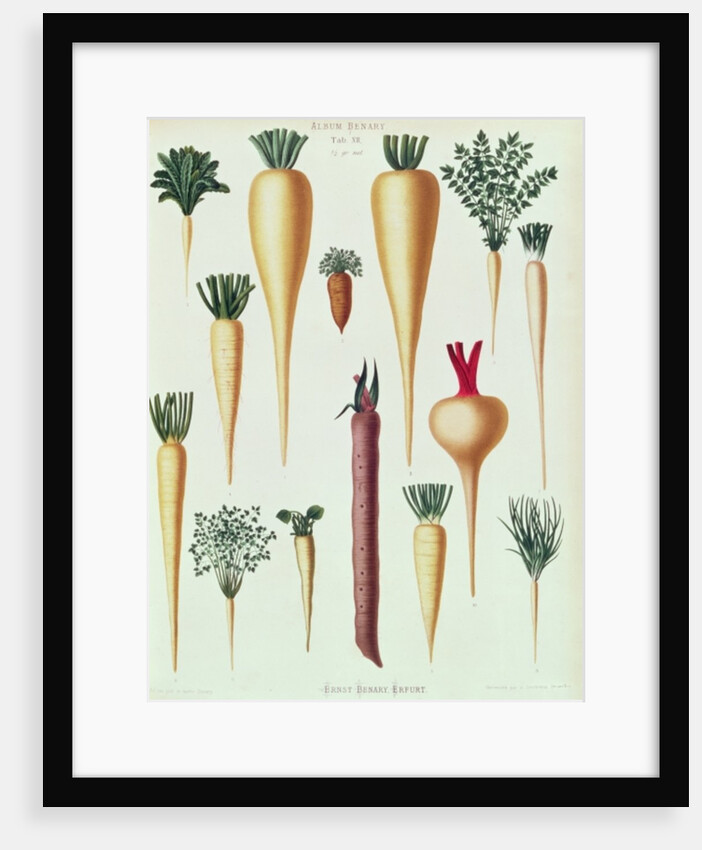 Turnips, Tab XII from the 'Album Benary' by Ernst Benary