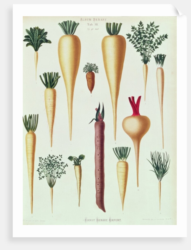 Turnips, Tab XII from the 'Album Benary' by Ernst Benary
