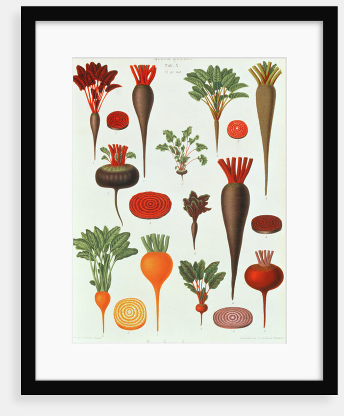 Beetroot, Tab X from the 'Album Benary' by Ernst Benary