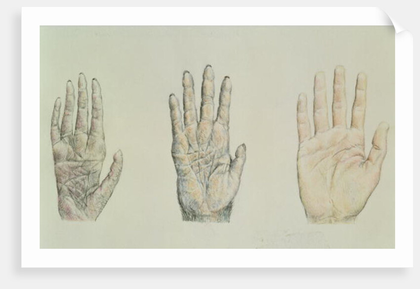 Hands of a primate and a human by English School