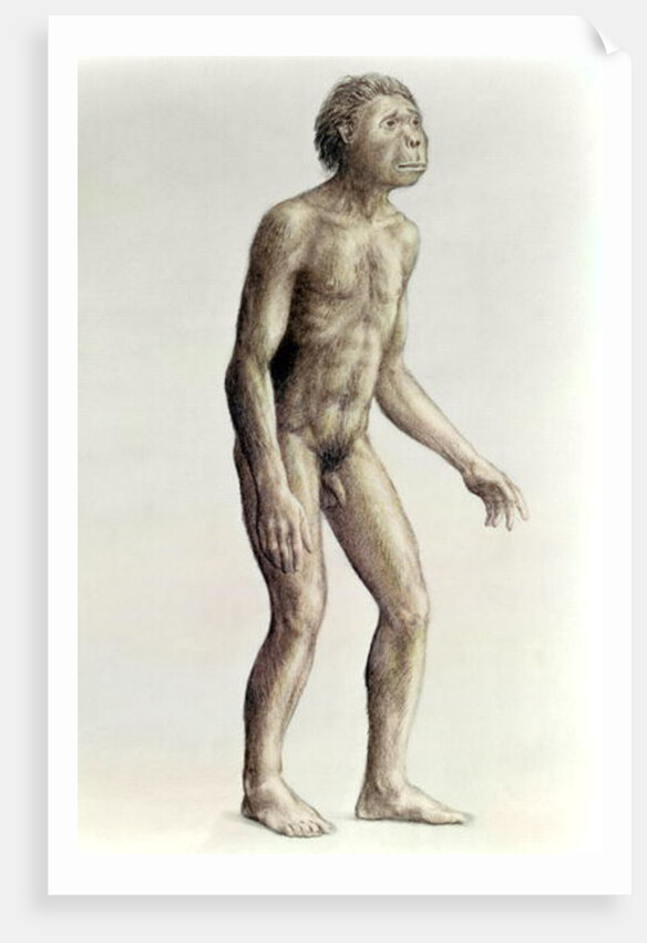 Homo habilis by Anonymous