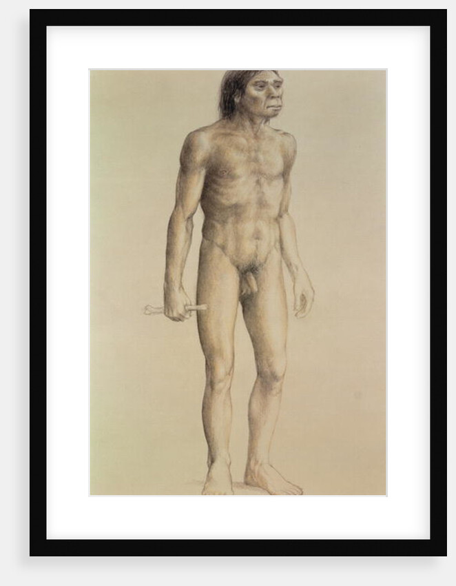 Homo erectus by English School