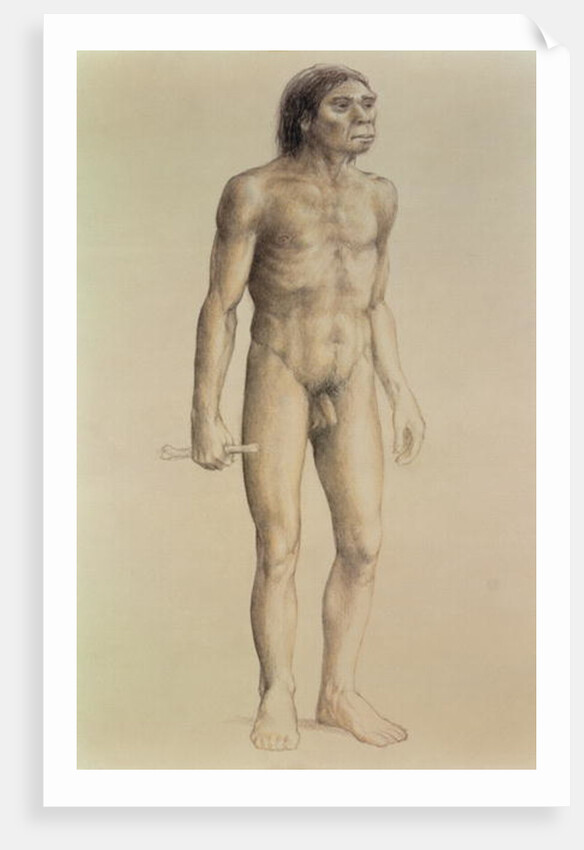 Homo erectus by English School