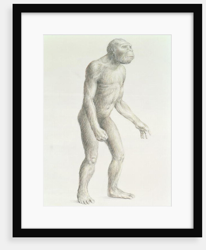 Australopithecus boisei by English School