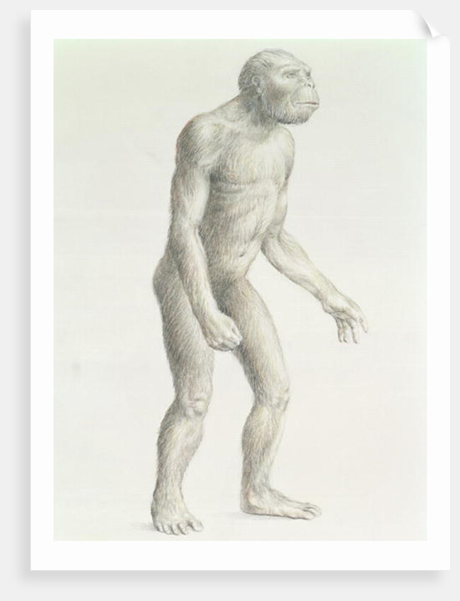 Australopithecus boisei by English School
