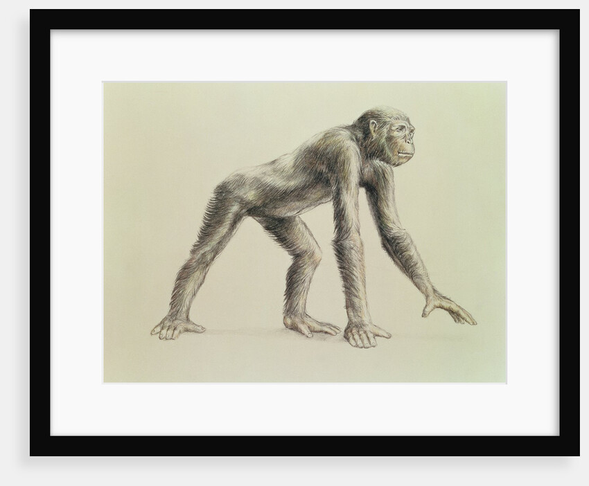 Dryopithecus Africanus by English School