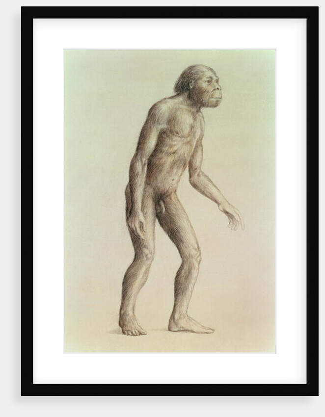 Australopithecus Africanus by English School